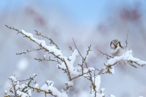 Hawk Owl