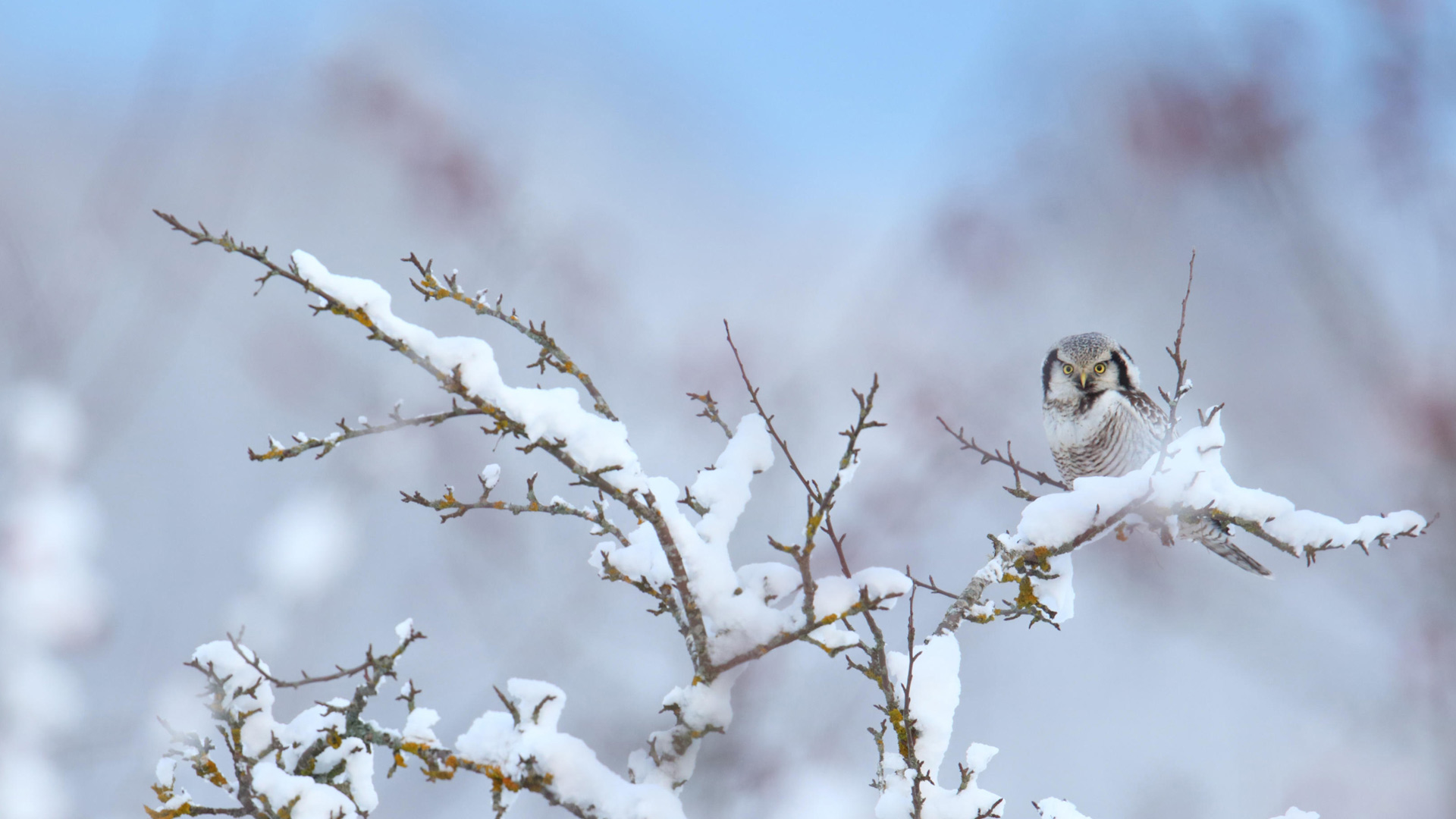 Hawk Owl