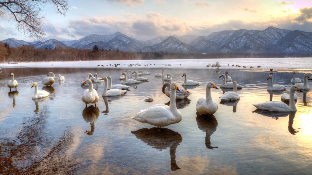 Hokkaido Swans