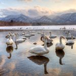 Hokkaido Swans