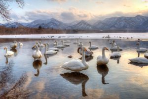 Hokkaido Swans