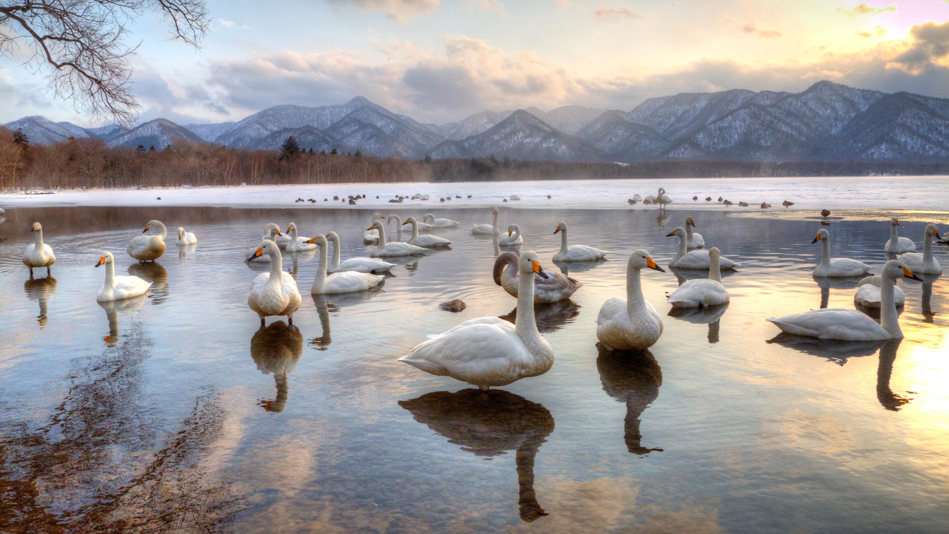 Hokkaido Swans