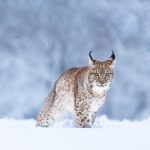 Lynx Snow