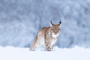Lynx Snow