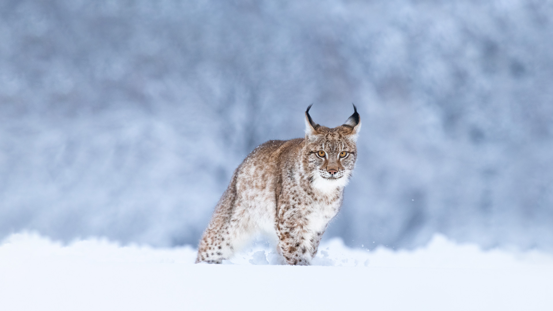 Lynx Snow