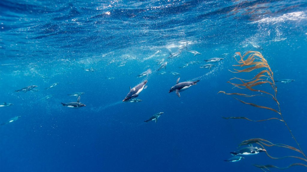 Macaroni Penguins