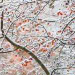 Ornamental Apple Tree