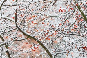 Ornamental Apple Tree