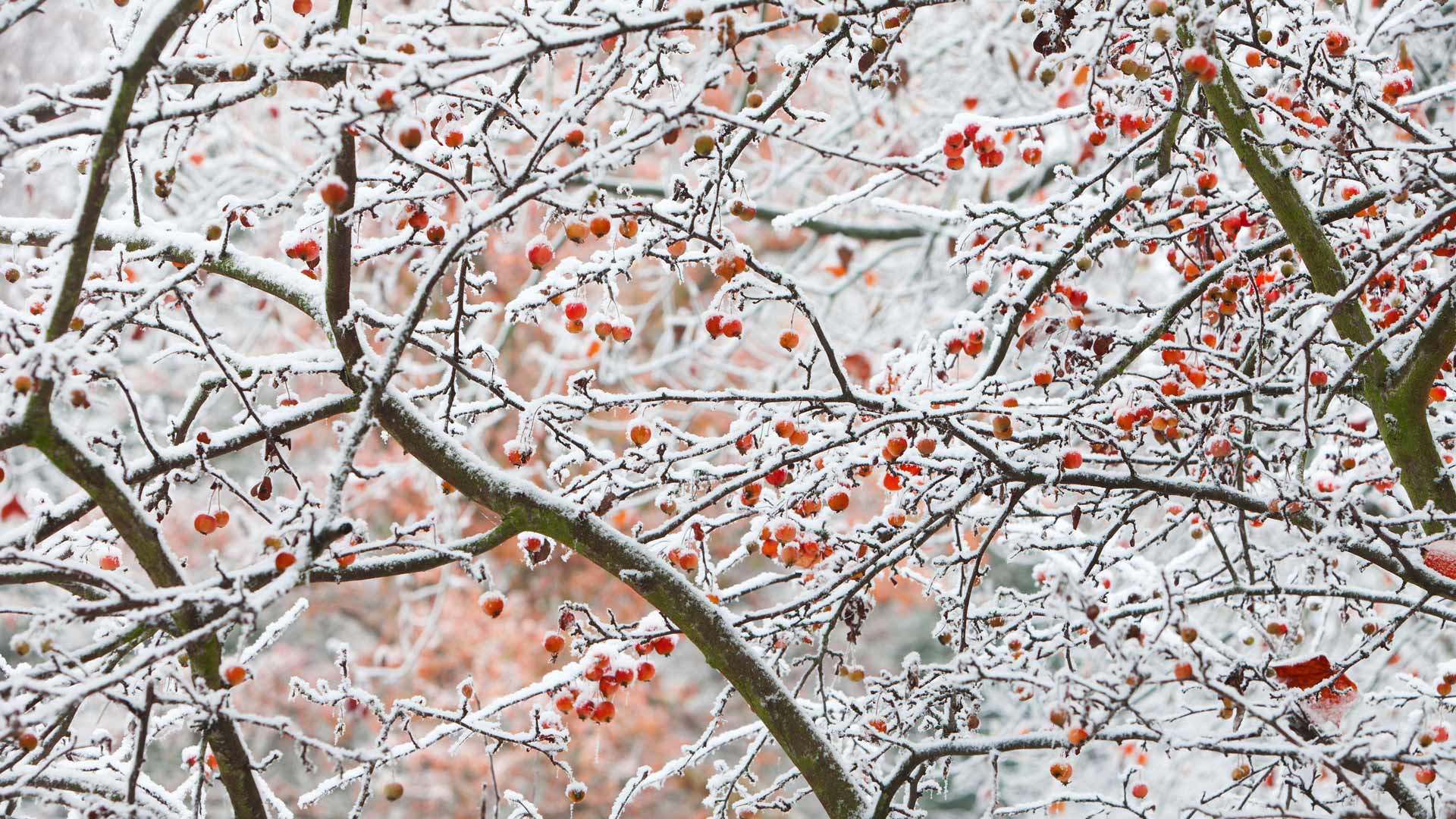 Ornamental Apple Tree