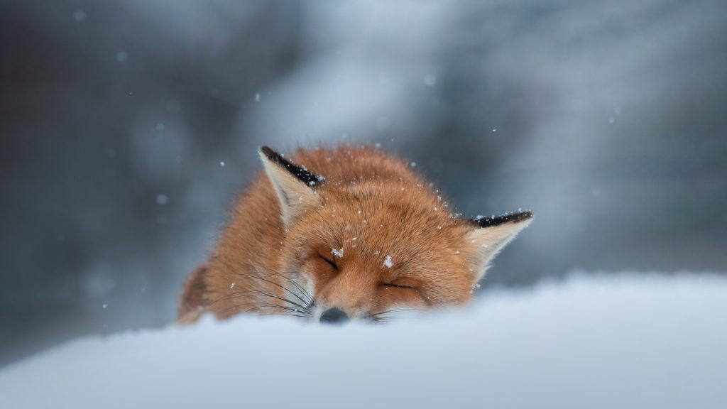 Sleeping Fox