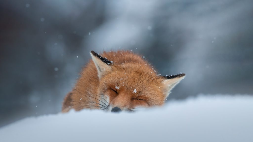 Sleeping Fox Bing Wallpaper Download