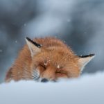 Sleeping Fox