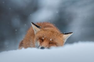 Sleeping Fox