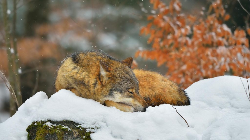 Sleepy Wolf