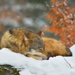 Sleepy Wolf