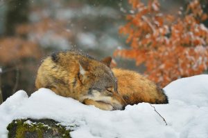 Sleepy Wolf