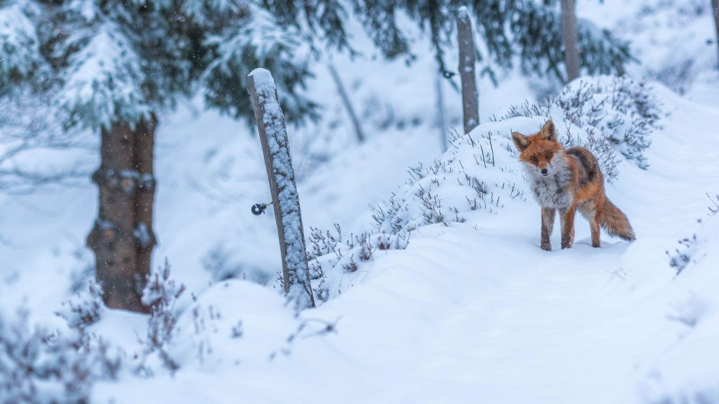 Snow Fox