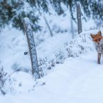 Snow Fox