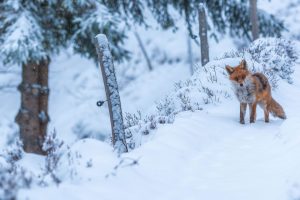 Snow Fox