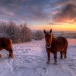 Snow Horses