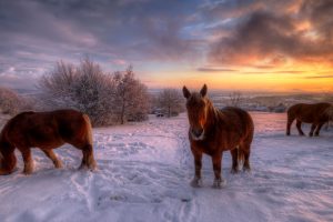 Snow Horses