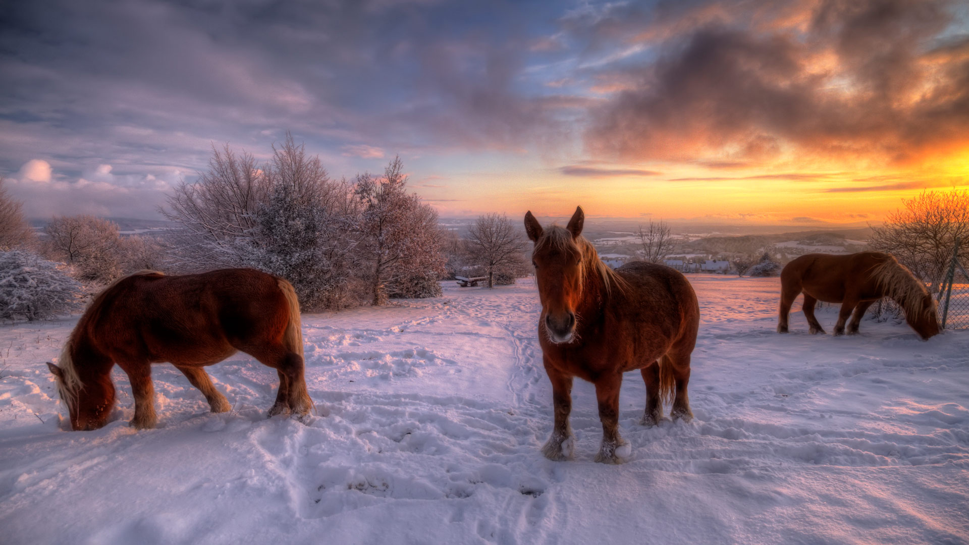 Snow Horses