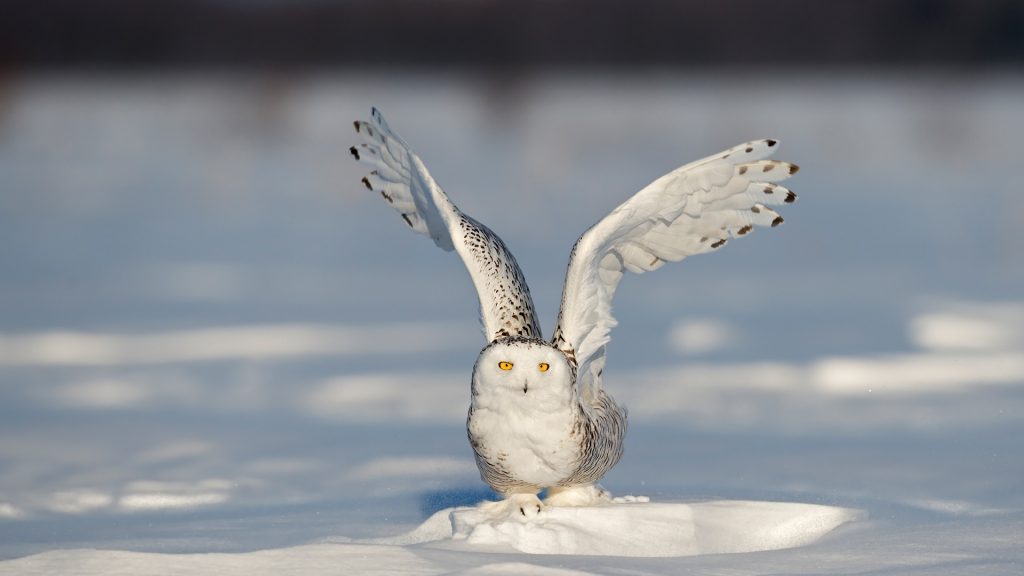 Snowy Owl Quebec