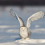 Snowy Owl Quebec