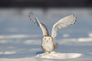 Snowy Owl Quebec