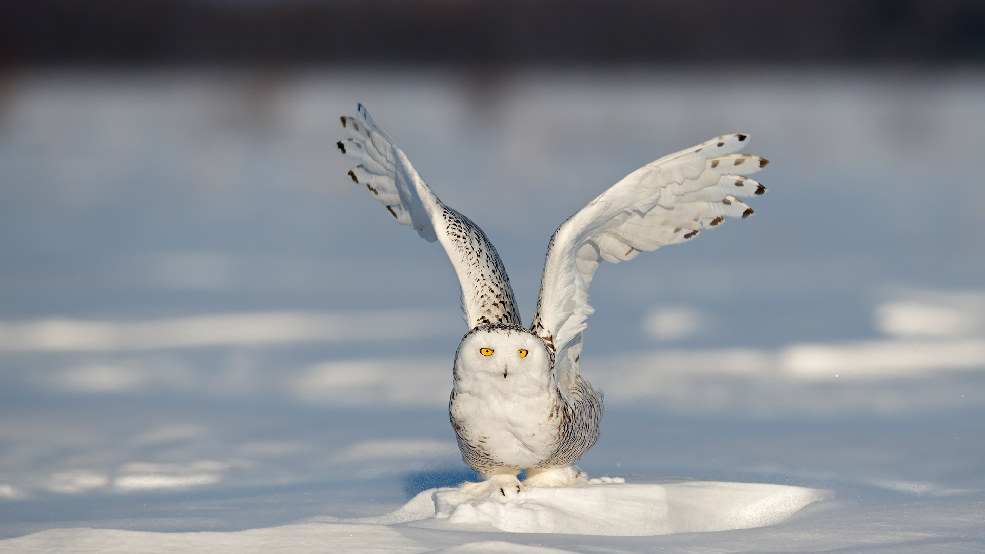 Snowy Owl Quebec