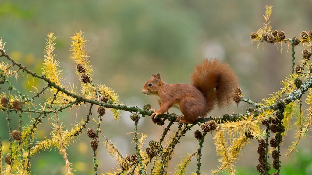 Squirrel Netherlands