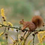 Squirrel Netherlands