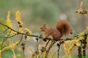 Squirrel Netherlands