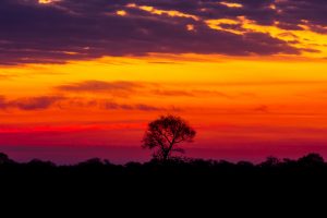 Sunset Pantanal