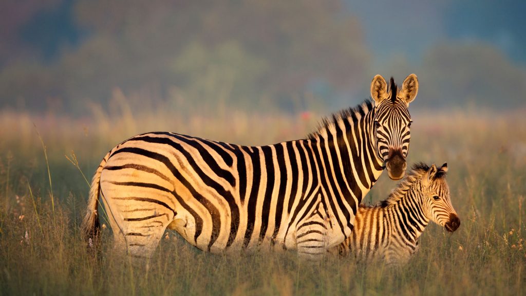 Zebra Mother