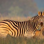 Zebra Mother