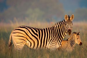 Zebra Mother