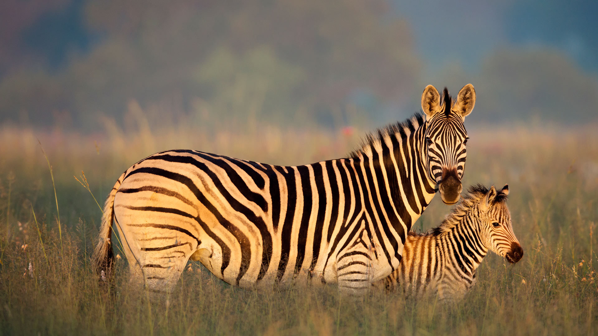 Zebra Mother