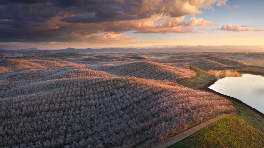 Almond Bloom