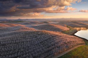 Almond Bloom