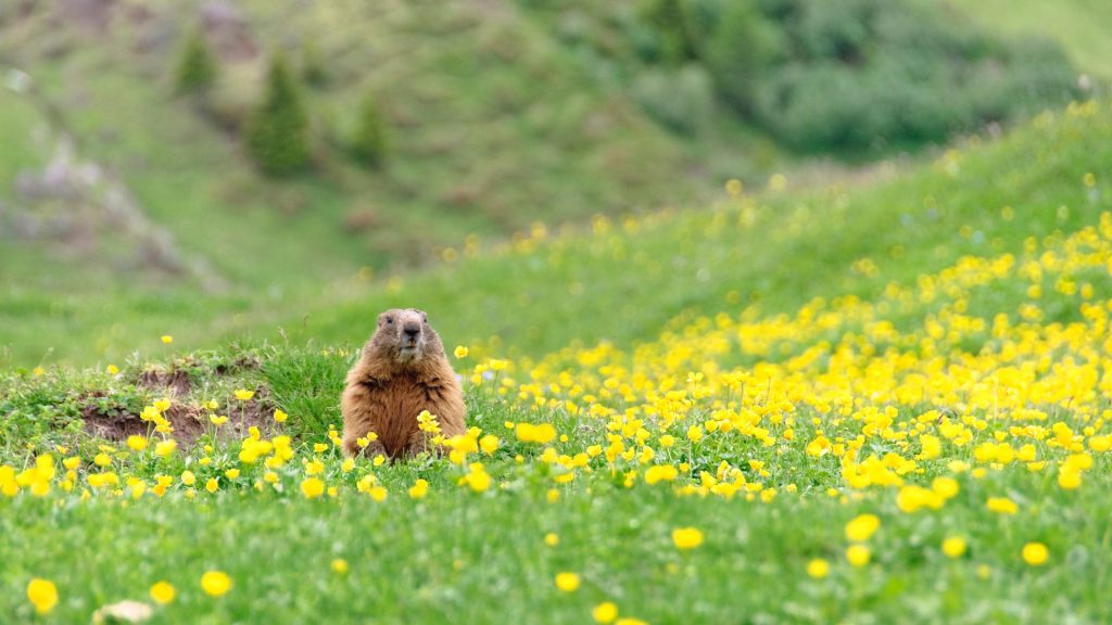 Alpine Marmot