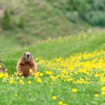 Alpine Marmot