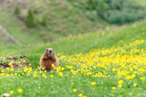 Alpine Marmot