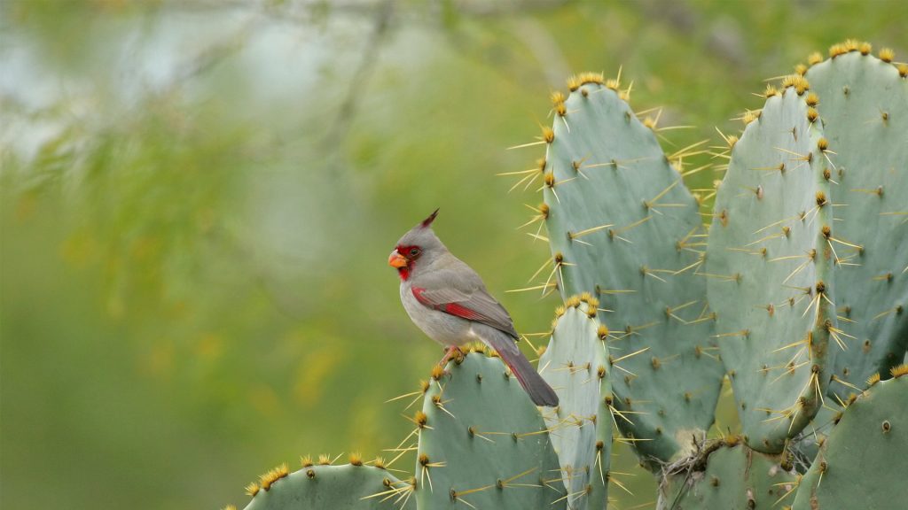 Backyard Bird