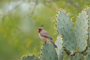 Backyard Bird