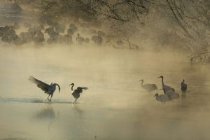 Bowing Crane