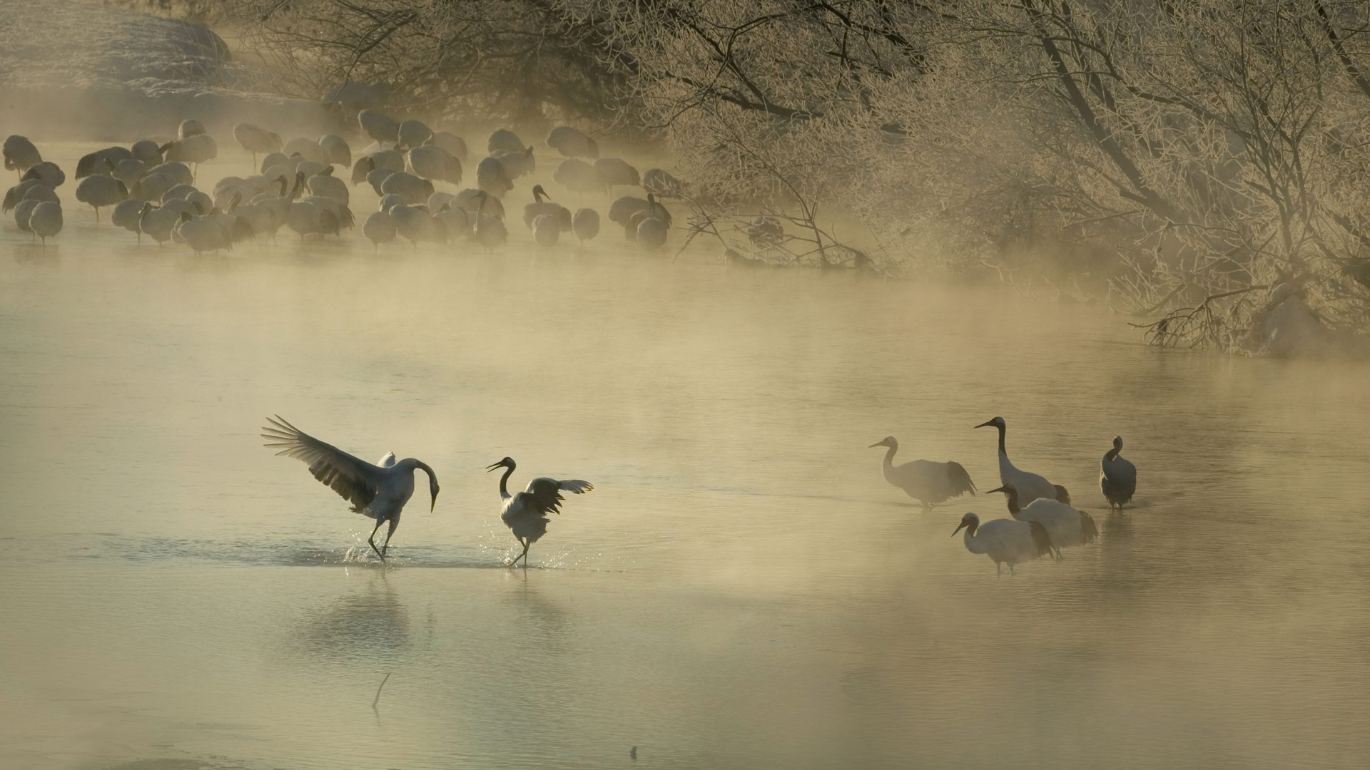 Bowing Crane