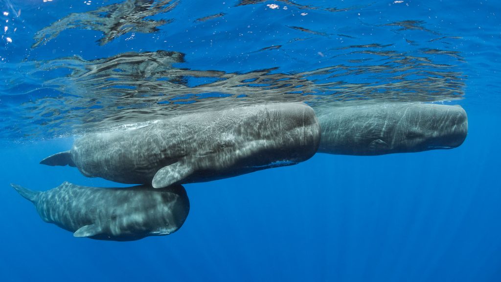 Dominica Whales