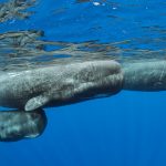 Dominica Whales