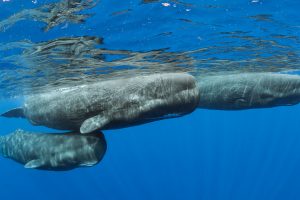 Dominica Whales
